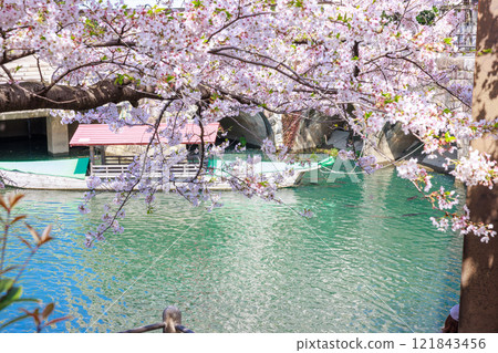 Cherry blossoms in full bloom in Ogaki City: Spring scenery [Gifu Prefecture] 121843456