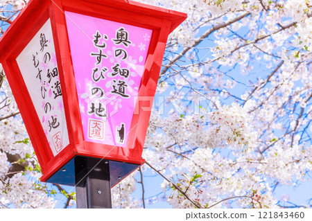 Cherry blossoms in full bloom in Ogaki City: Spring scenery [Gifu Prefecture] 121843460