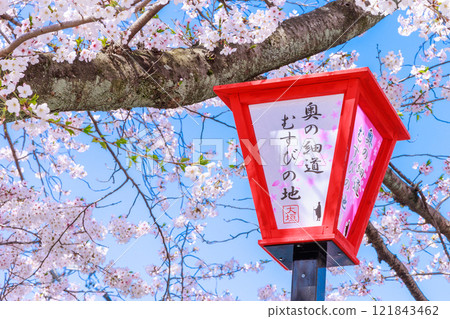 Cherry blossoms in full bloom in Ogaki City: Spring scenery [Gifu Prefecture] 121843462
