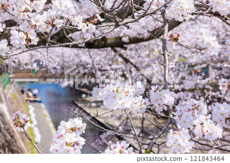 Cherry blossoms in full bloom in Ogaki City: Spring scenery [Gifu Prefecture] 121843464