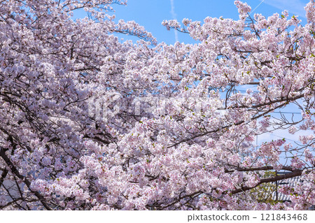 Cherry blossoms in full bloom in Ogaki City: Spring scenery [Gifu Prefecture] 121843468