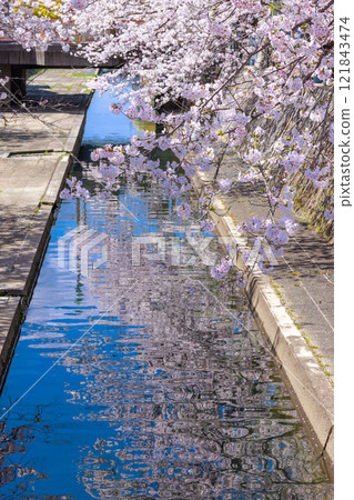 Cherry blossoms in full bloom in Ogaki City: Spring scenery [Gifu Prefecture] 121843474