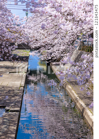 Cherry blossoms in full bloom in Ogaki City: Spring scenery [Gifu Prefecture] 121843475