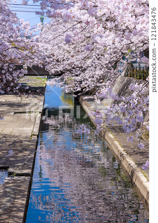 Cherry blossoms in full bloom in Ogaki City: Spring scenery [Gifu Prefecture] 121843476