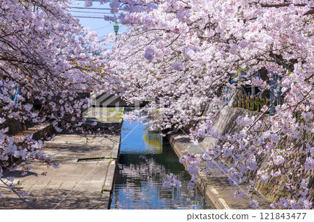 Cherry blossoms in full bloom in Ogaki City: Spring scenery [Gifu Prefecture] 121843477