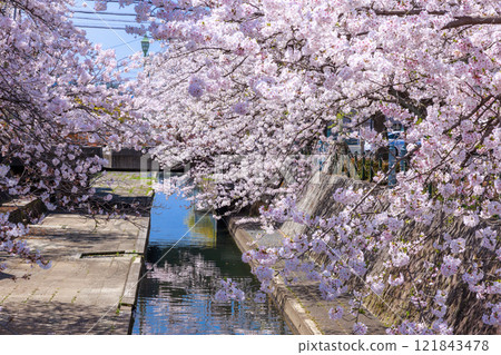 大垣市櫻花盛開:春天的景色【岐阜縣】 大垣市櫻花盛開:春天的景色【岐阜縣】 121843478