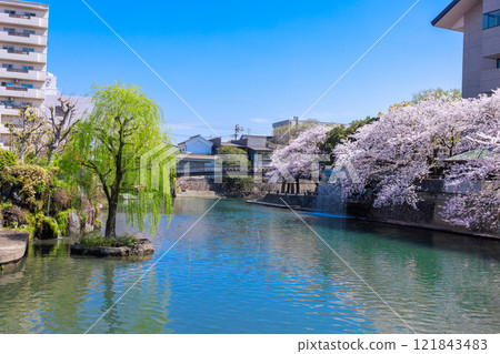 大垣市櫻花盛開：春天的景色【岐阜縣】 121843483