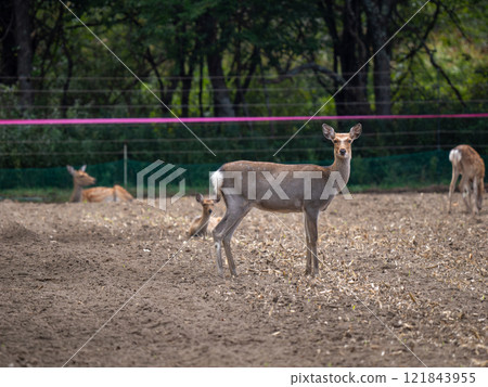 Ezo deer Ezo deer 121843955