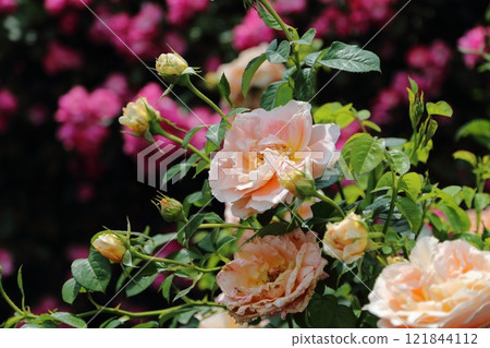 gardening roses, gardening roses, 121844112