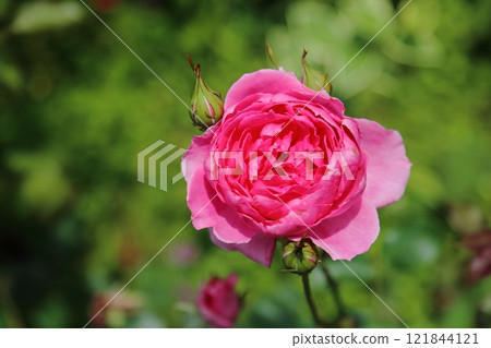 園藝玫瑰， 121844121