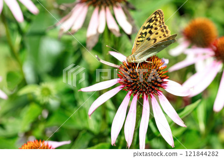 Vibrant butterfly dances atop bright coneflower in a sunlit garden 121844282