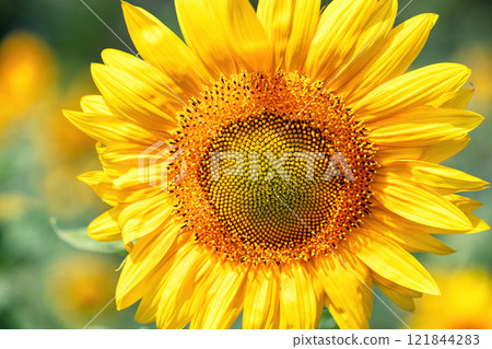 Golden sunflowers bloom brightly under a clear blue sky in mid-summer 121844283