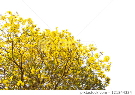Golden Tree, Yellow Flowers Tree, Tabebuia Isolated On White Background. 121844324