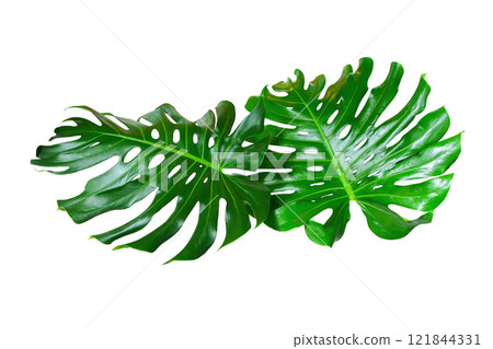 Green Leaf Monstera On White Background, Real Tropical Jungle Foliage Plants. Green Leaf Monstera On White Background, Real Tropical Jungle Foliage Plants. 121844331