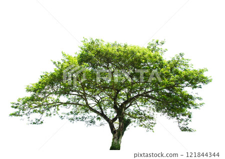 Trees Isolated On White Background, Tropical Trees Isolated Used For Design, Advertising And Architecture. Trees Isolated On White Background, Tropical Trees Isolated Used For Design, Advertising And Architecture. 121844344