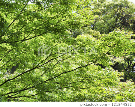 Image of fresh green 121844552