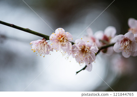 Plum blossoms telling the arrival of spring Plum blossoms telling the arrival of spring 121844765