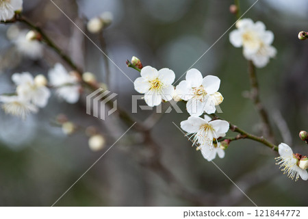 白梅花 白梅花 121844772