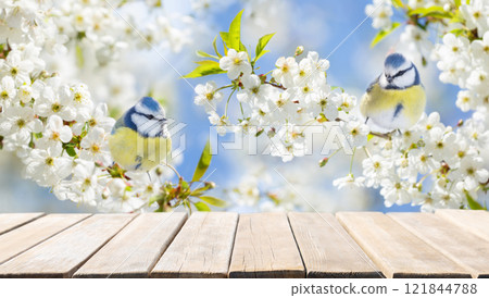 Empty wooden table and little birds perching on branch with white flowers of blossom cherry tree. Blue tit Empty wooden table and little birds perching on branch with white flowers of blossom cherry tree. Blue tit 121844788