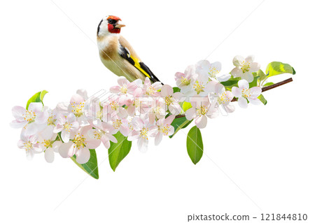 Little bird perching on a branch of blossom apple tree with colorful flowers on white background. European Goldfinch 121844810