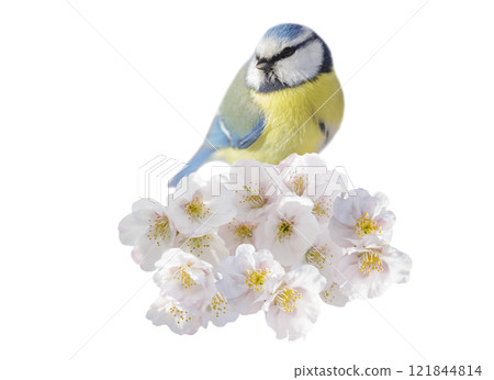 Little bird perching on branch with white flowers of blossom cherry tree on white background. Blue tit 121844814