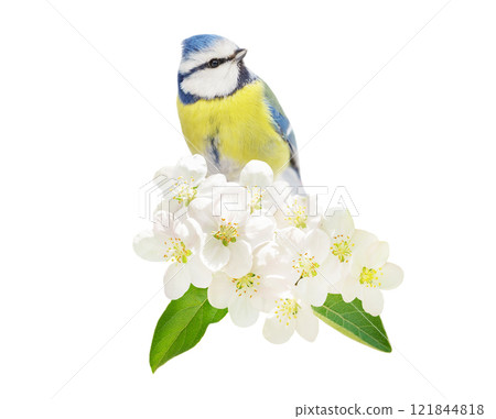 Little bird perching on branch with white flowers of blossom apple tree on white background. Blue tit Little bird perching on branch with white flowers of blossom apple tree on white background. Blue tit 121844818