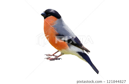 Male of bullfinch isolated on white background 121844827