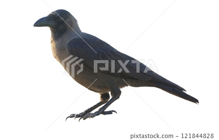 Crow isolated on white background 121844828
