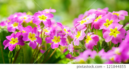 primula flowers blooming in a garden. Spring flowers primula flowers blooming in a garden. Spring flowers 121844855