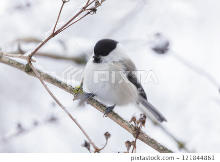 little bird perching on snowy branch. Black capped chickadee little bird perching on snowy branch. Black capped chickadee 121844861