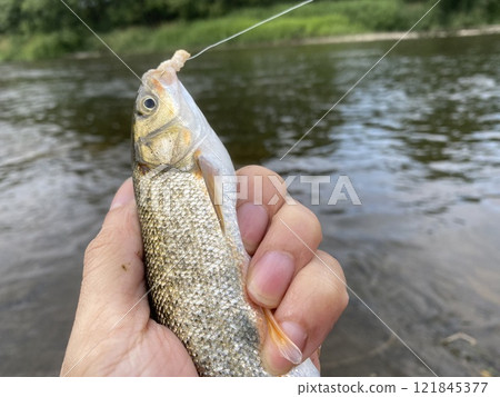 Dace fishing 121845377