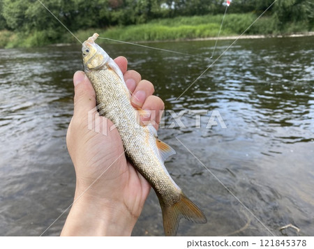 Dace fishing Dace fishing 121845378