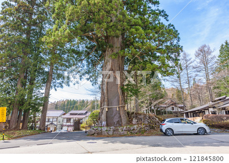 Three cedar trees at the Nakasha shrine of Togakushi Shrine, Nagano City, Nagano Prefecture 121845800