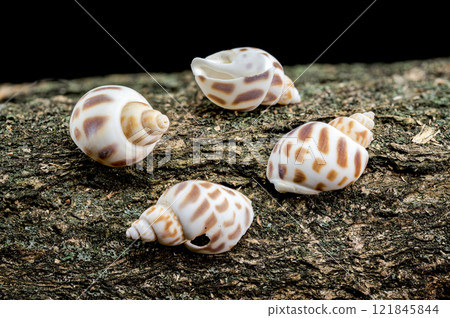Small spiral shell on textured bark 121845844