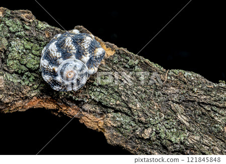 Blue Spiky Seashell on Driftwood 121845848