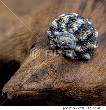 Blue Spiky Seashell on Driftwood 121845849