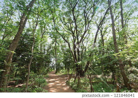 所澤龍貓森林12號 121846041