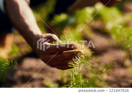 Hand closeup of a man holding a sprout in spring focusing on growth, environmental issues and global warming. Farmer looking at growing, fresh and green plants. Male worker farming outside in nature 121847026