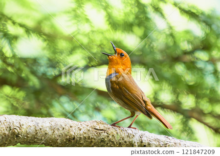 羅賓羅賓 羅賓羅賓 121847209