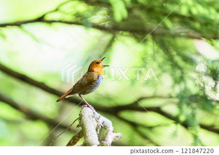 Robin robin 121847220