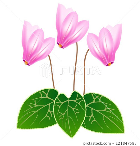 Cyclamen flowers. 121847585