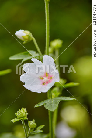 Beautiful, colorful and pretty flower with white petals growing in a lush green garden on a sunny day. Natural spring beauty in nature. Closeup of Althaea officinalis or marsh mallow in the meadow 121847778