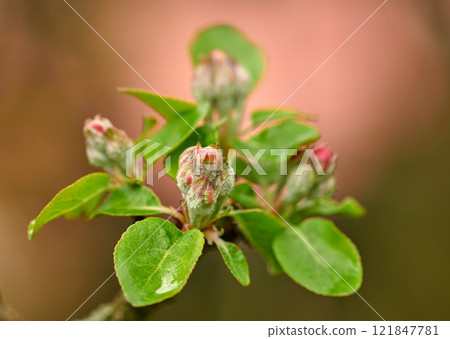 Closeup of beauty in nature and fresh flowers growing on a garden tree. Budding Wild Crabapple on a branch in a lush green yard or field against a blurry background. Macro details of pink flower buds Closeup of beauty in nature and fresh flowers growing on a garden tree. Budding Wild Crabapple on a branch in a lush green yard or field against a blurry background. Macro details of pink flower buds 121847781