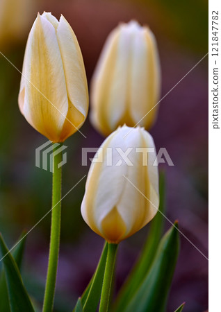 Beautiful spring tulip flowers growing outside in a garden. Group of elegant white and yellow blossom with green stem and leaves. Details closeup of seasonal flowering plants in brown soil background Beautiful spring tulip flowers growing outside in a garden. Group of elegant white and yellow blossom with green stem and leaves. Details closeup of seasonal flowering plants in brown soil background 121847782