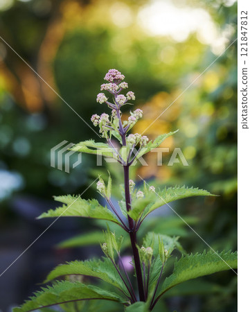My garden. Close up view of a beautiful, green and purple plant in the forest with a bokeh background. A vibrant purple butterfly bush flower blossoms while a ray of light is shining in nature. My garden. Close up view of a beautiful, green and purple plant in the forest with a bokeh background. A vibrant purple butterfly bush flower blossoms while a ray of light is shining in nature. 121847812