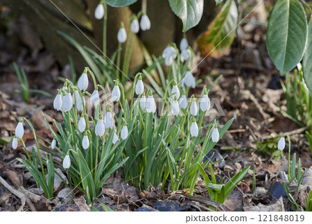 Closeup of white flowers in a green garden, fresh nature on a sunny day. Peaceful, relaxing and soothing Snowdrops growing in a lush green forest on a quiet morning. Buds blooming in park or yard 121848019