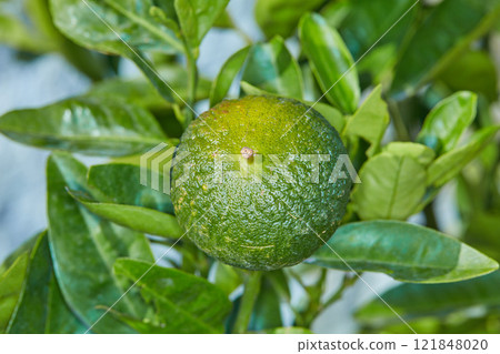 Fresh green fruit in a park, garden or on a farm. Ripe, organic and healthy lemon or citrus lime on a leafy plant filled with vitamin c and helps with protection from illness and immune system Fresh green fruit in a park, garden or on a farm. Ripe, organic and healthy lemon or citrus lime on a leafy plant filled with vitamin c and helps with protection from illness and immune system 121848020