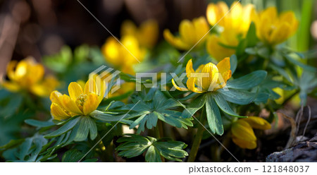 Closeup of beautiful yellow flowers in a peaceful forest on a sunny day. Zoom in on vibrant green leaves and blooms of Winter Aconite in a garden. Macro details of vibrant cultivated plants Closeup of beautiful yellow flowers in a peaceful forest on a sunny day. Zoom in on vibrant green leaves and blooms of Winter Aconite in a garden. Macro details of vibrant cultivated plants 121848037