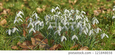 Closeup of beautiful white winter flowers in a green home garden, field and natural countryside. Texture and detail of common snowdrop plants growing in a remote meadow or quiet or calm backyard Closeup of beautiful white winter flowers in a green home garden, field and natural countryside. Texture and detail of common snowdrop plants growing in a remote meadow or quiet or calm backyard 121848038