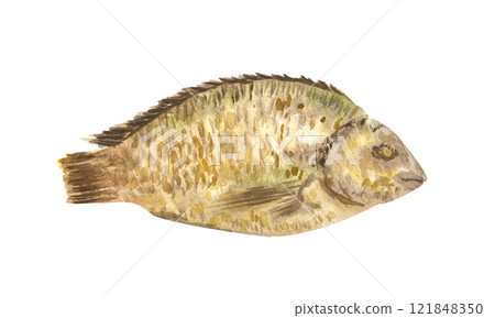 Fried sea bream fish watercolor illustration isolated on white. High quality illustration for fishermen products, baking paper packaging, fishing design, cards, recipe book, cards, dishes, kitchen Fried sea bream fish watercolor illustration isolated on white. High quality illustration for fishermen products, baking paper packaging, fishing design, cards, recipe book, cards, dishes, kitchen 121848350
